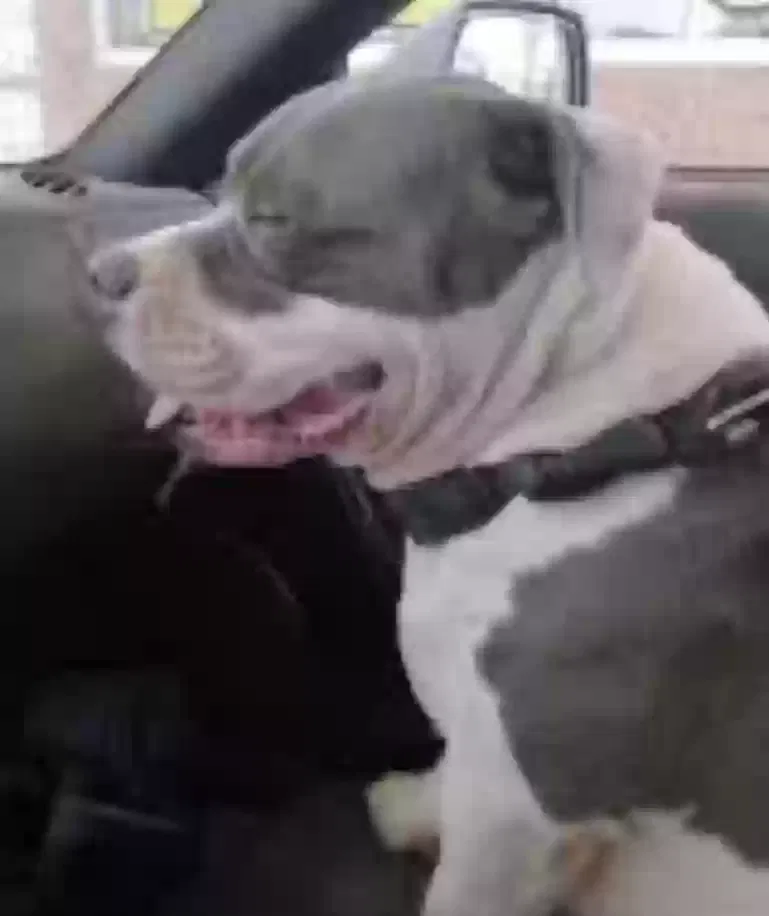 Lost dog in Hurricane, UT, 84737