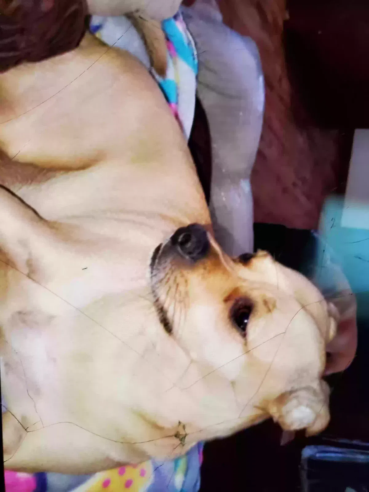 Lost dog in Wichita, KS, 67230