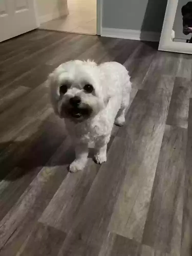Lost dog in Naples, FL, 34117