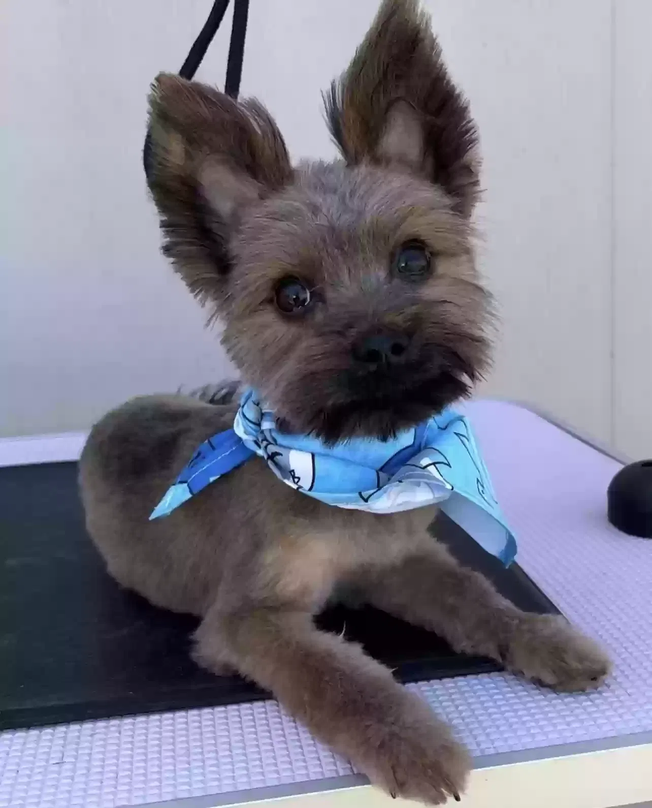 Lost dog in Modesto, CA, 95350