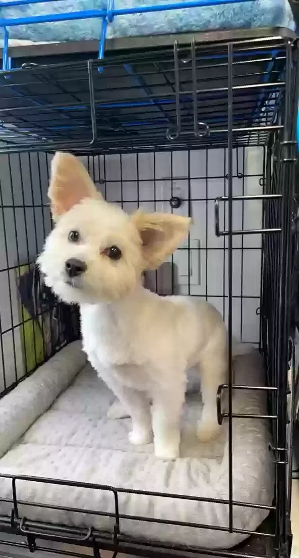 Lost dog in Modesto, CA, 95350