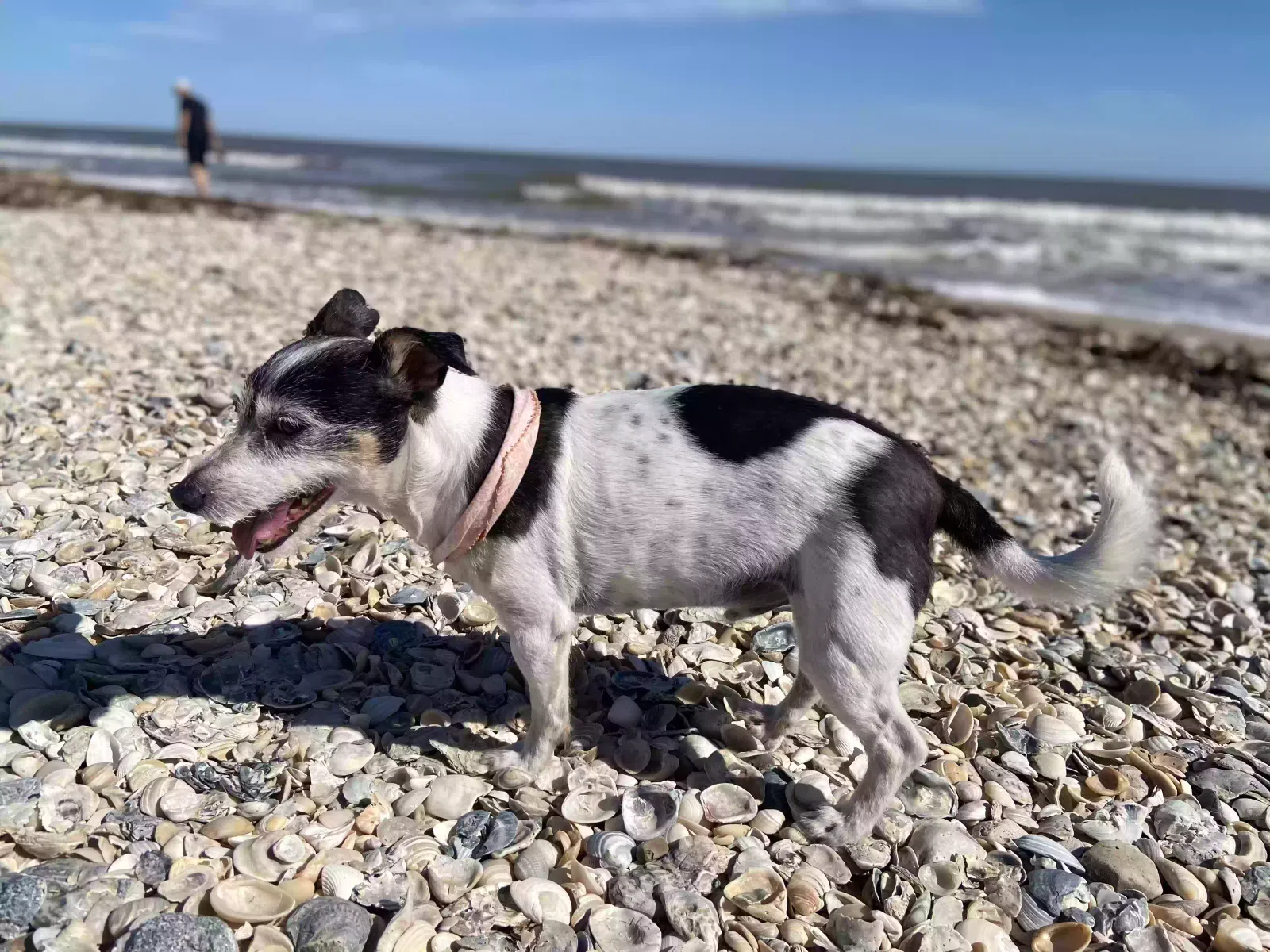 Lost dog in Seguin, TX, 78155