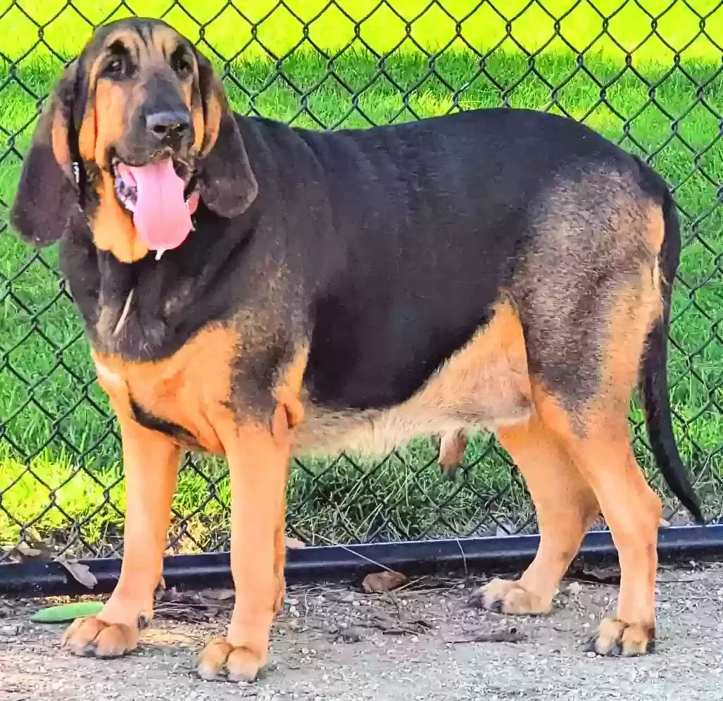 Lost dog in Corona, CA, 92878