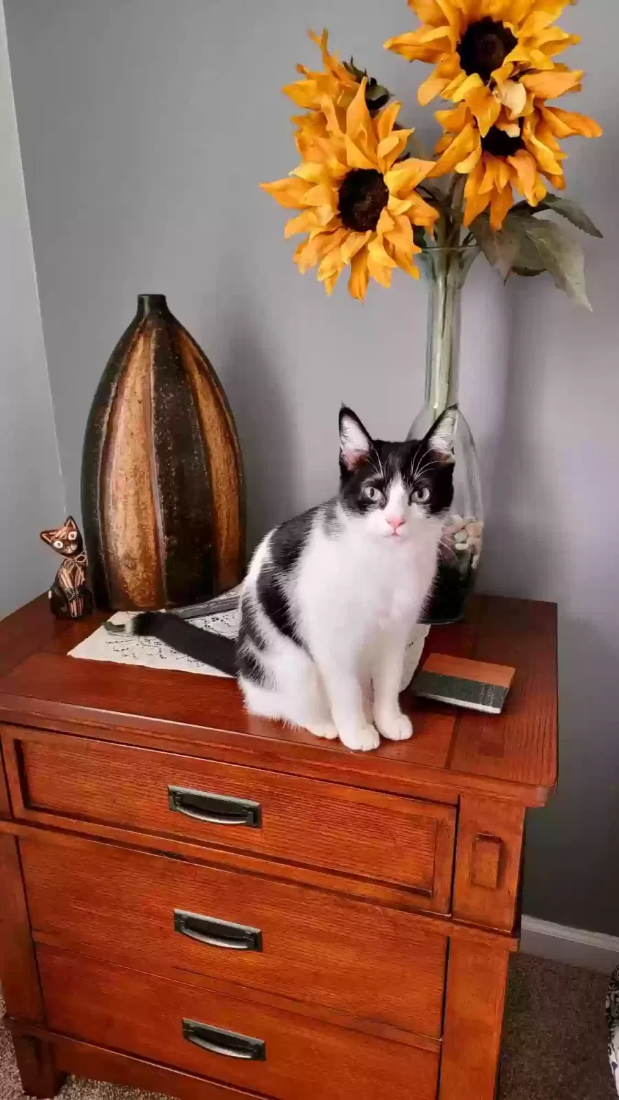 Lost cat in Shelby, NC, 28150