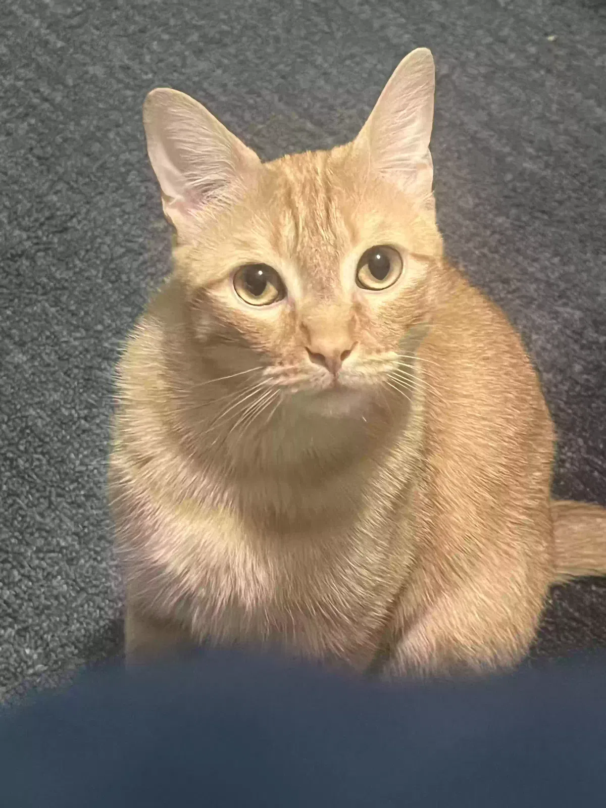 Lost cat in Naperville, IL, 60564