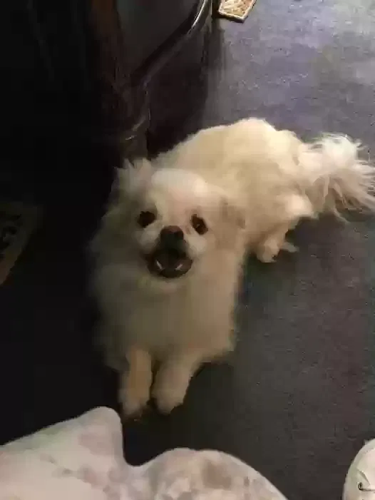 Lost dog in Bowling Green, KY, 42101