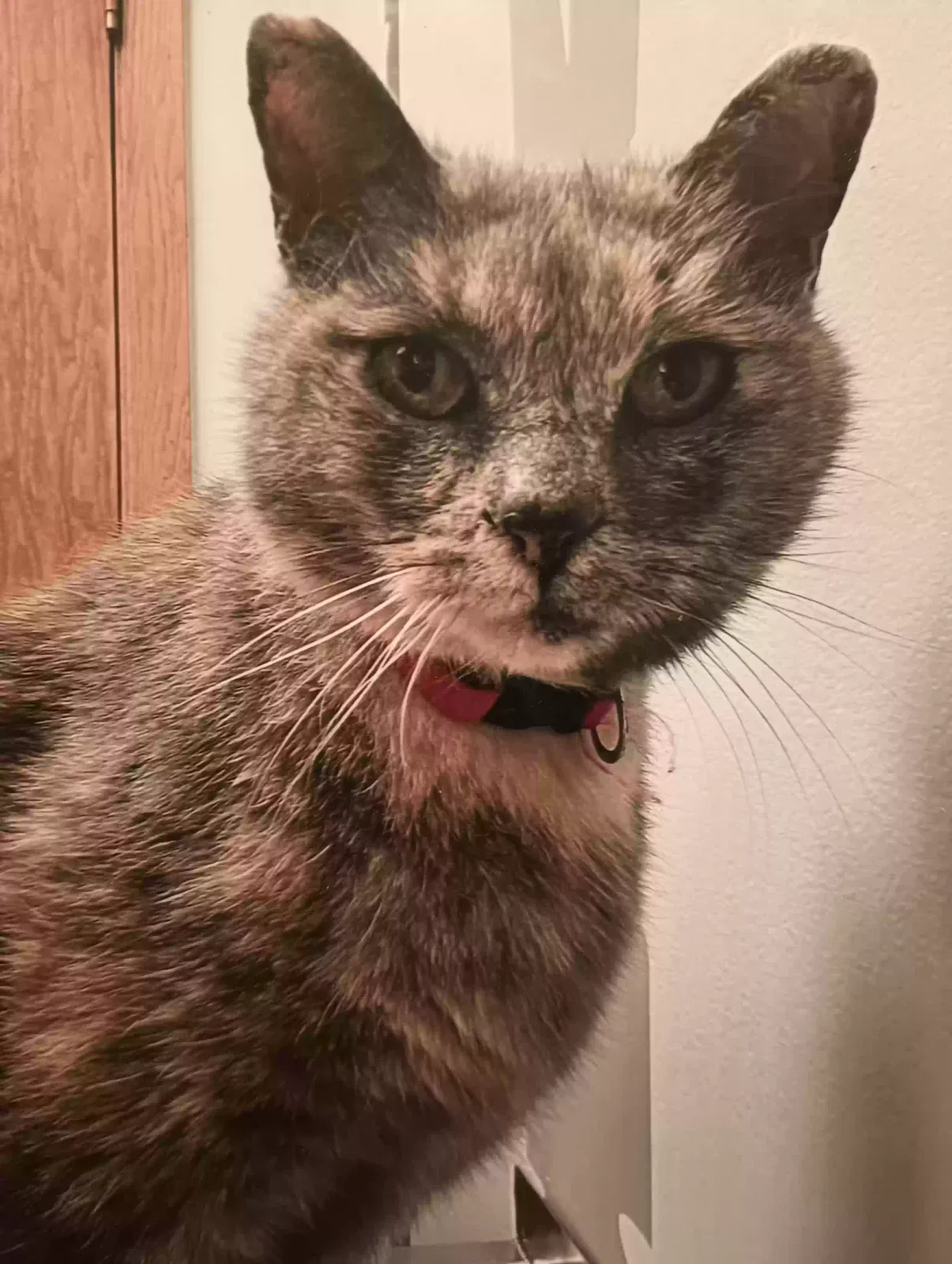 Lost cat in Rockford, IL, 61109