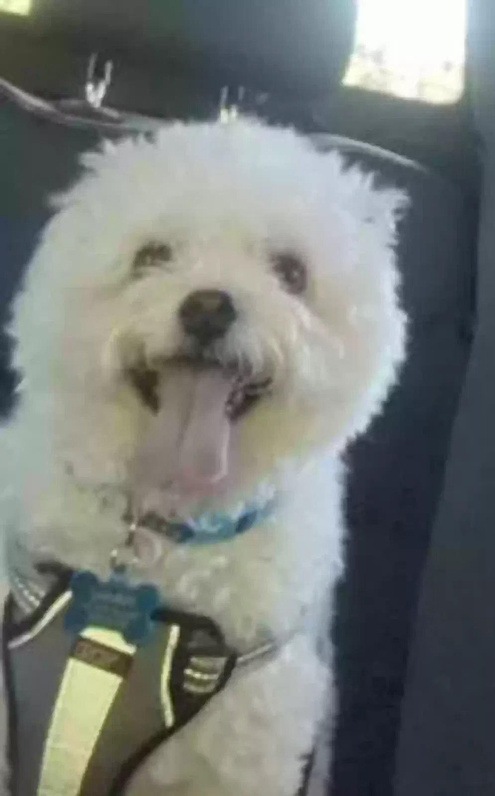 Lost dog in Houston, TX, 77064