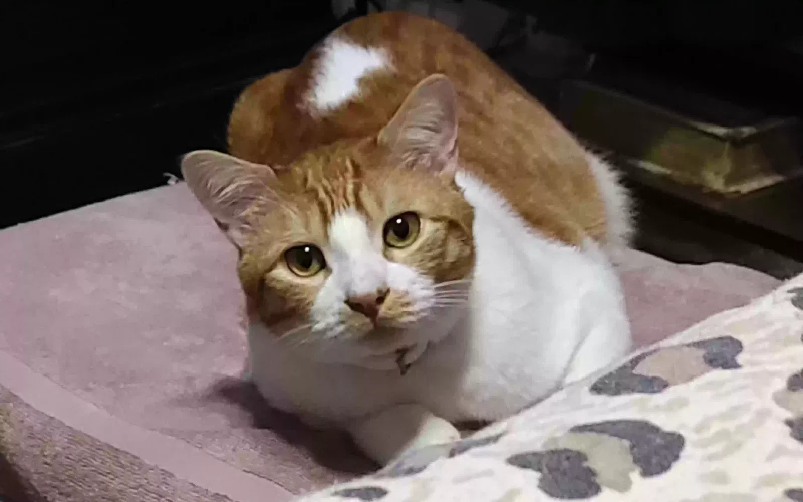 Lost cat in Houston, TX, 77077