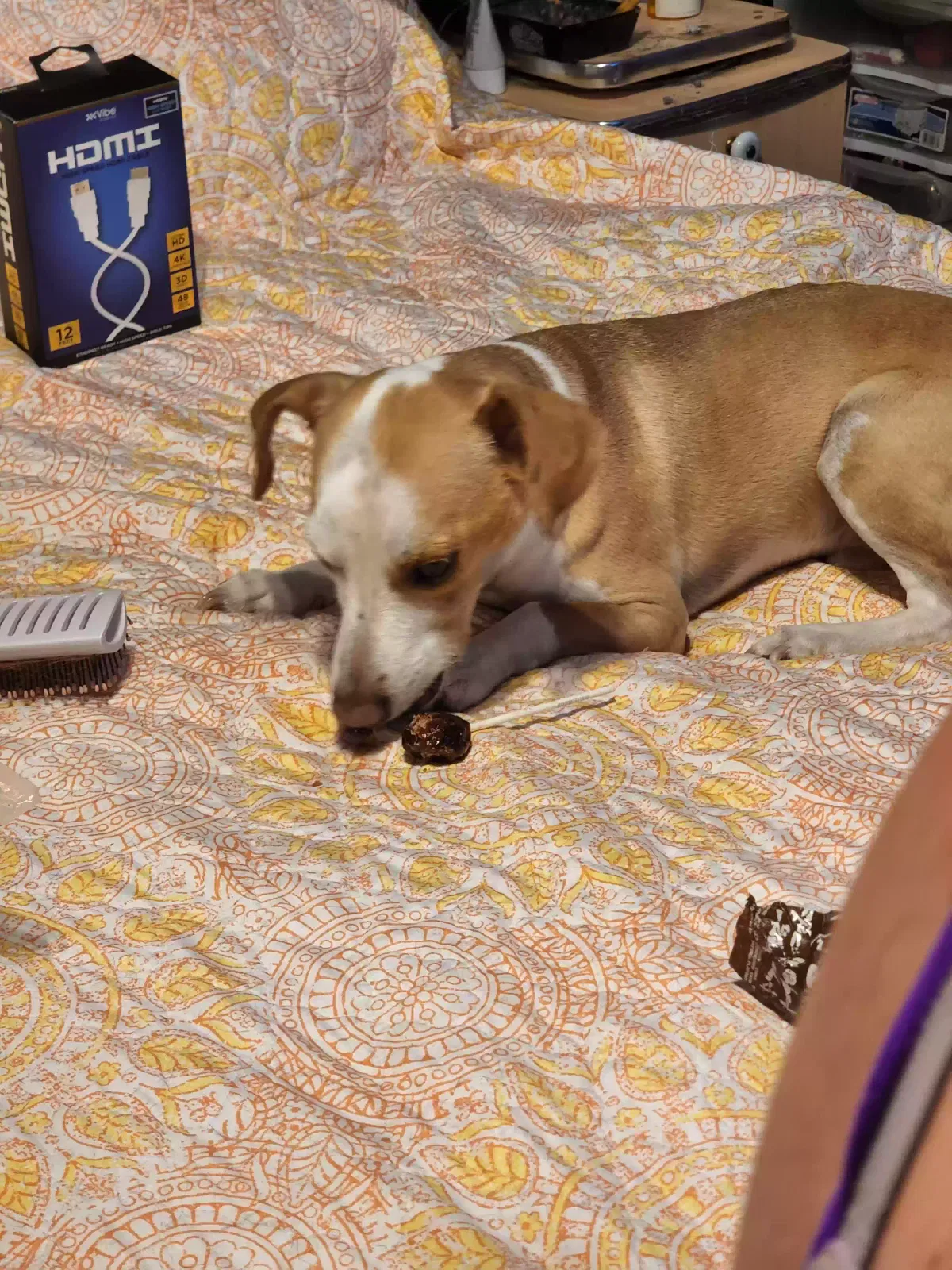 Lost dog in Unknown, TX, 0
