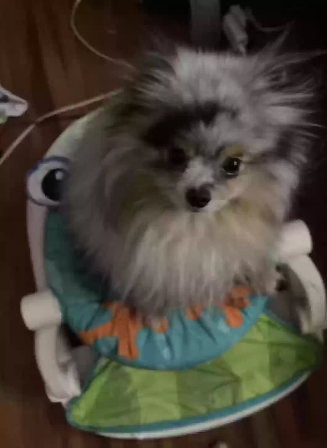 Lost dog in Desert Hot Springs, CA, 92240