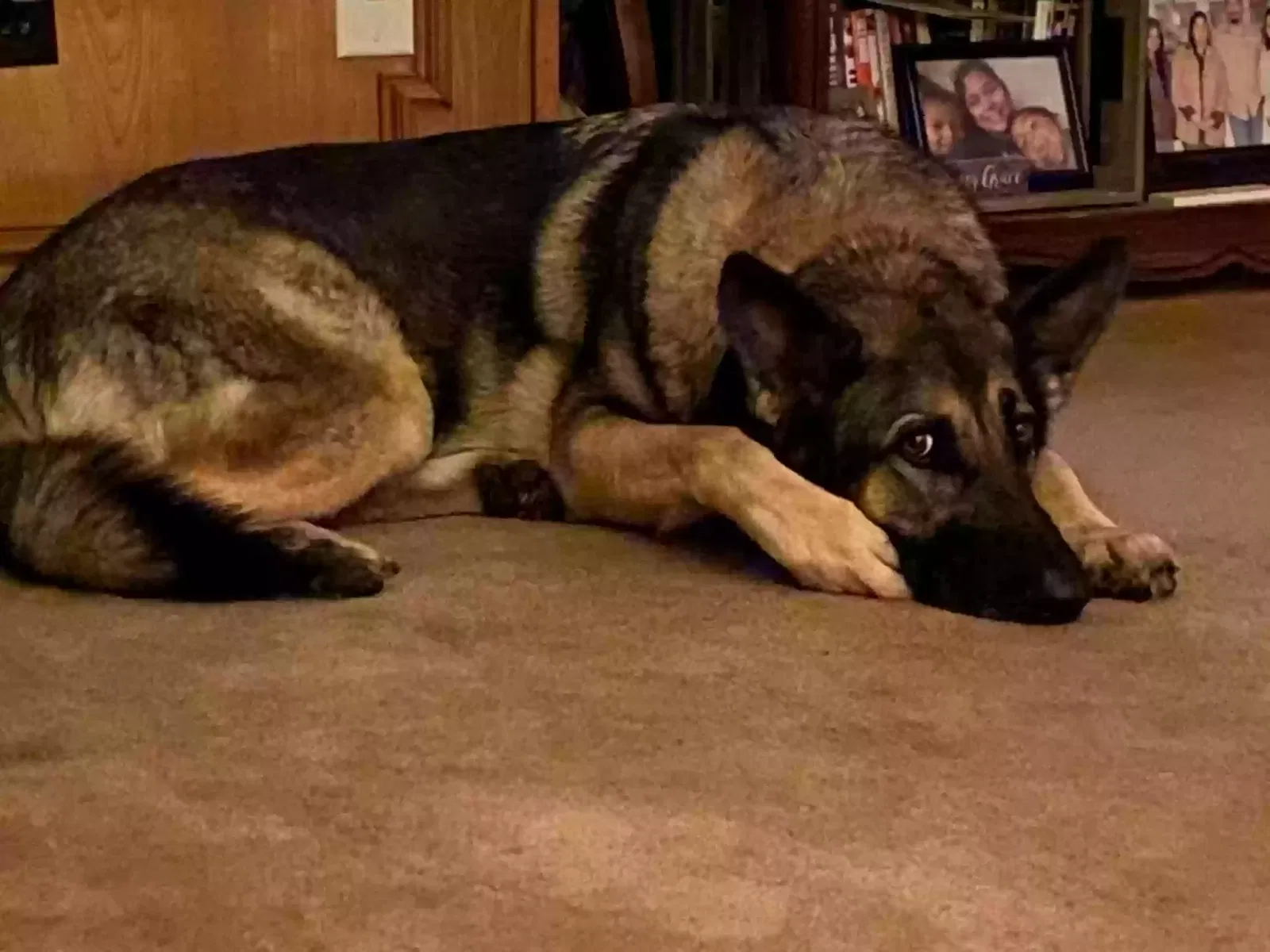 Lost dog in Hertford, NC, 27944