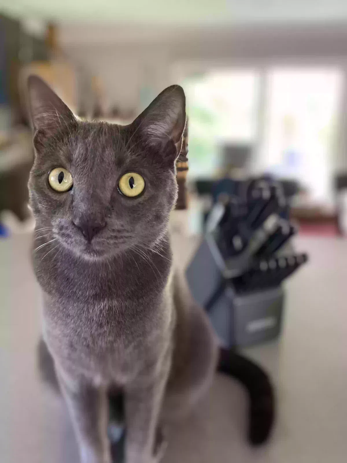 Lost cat in Fountain Valley, CA, 92708