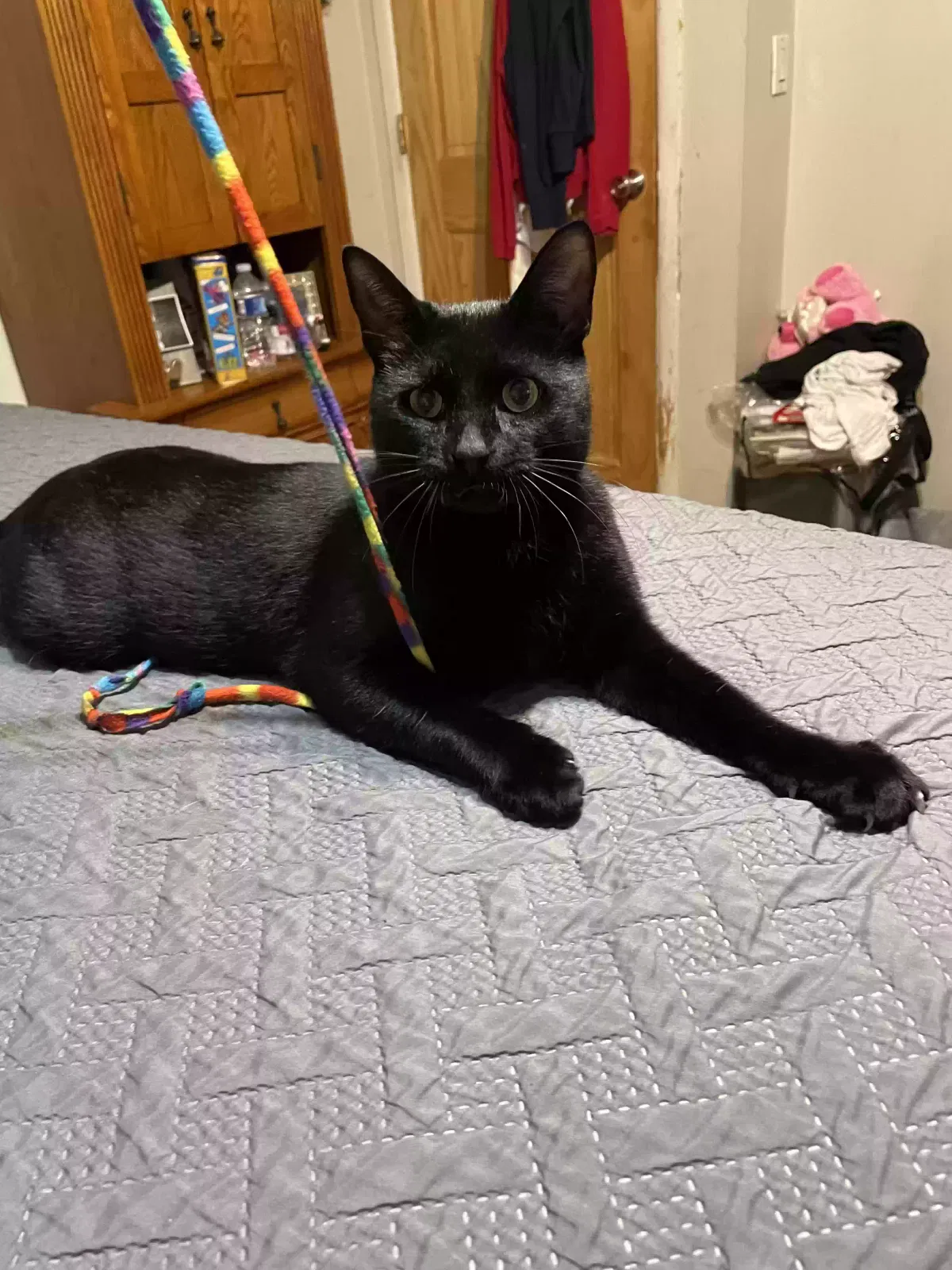 Lost cat in Utica, MI, 48316