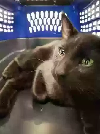 Found cat in Pittsburg, CA, 94565