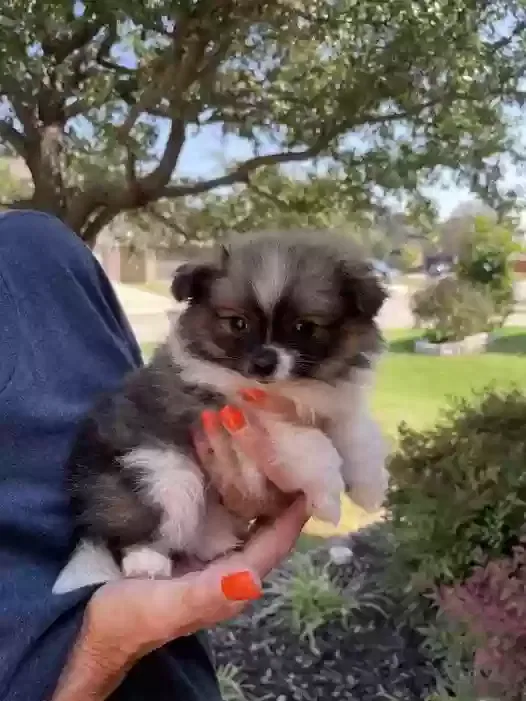 Lost dog in Fort Worth, TX, 76177