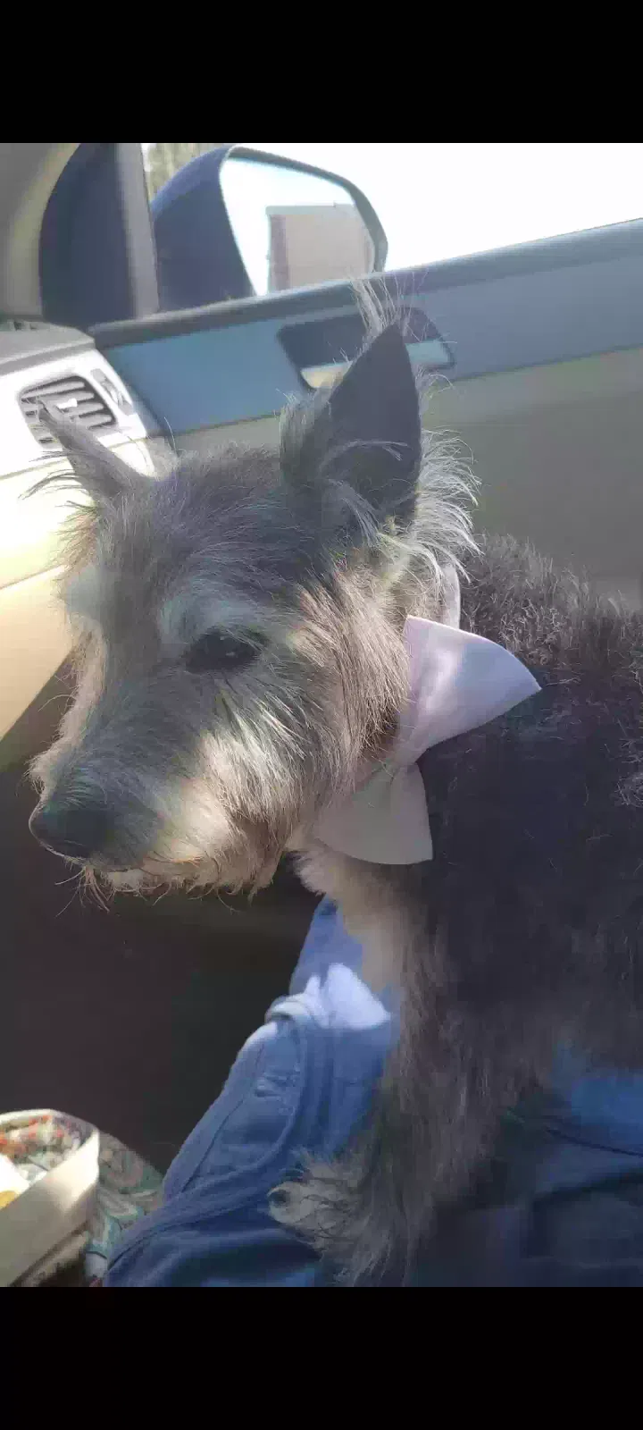 Lost dog in Winder, GA, 30680