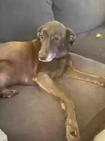 Lost dog in Woodstock, GA, 30188