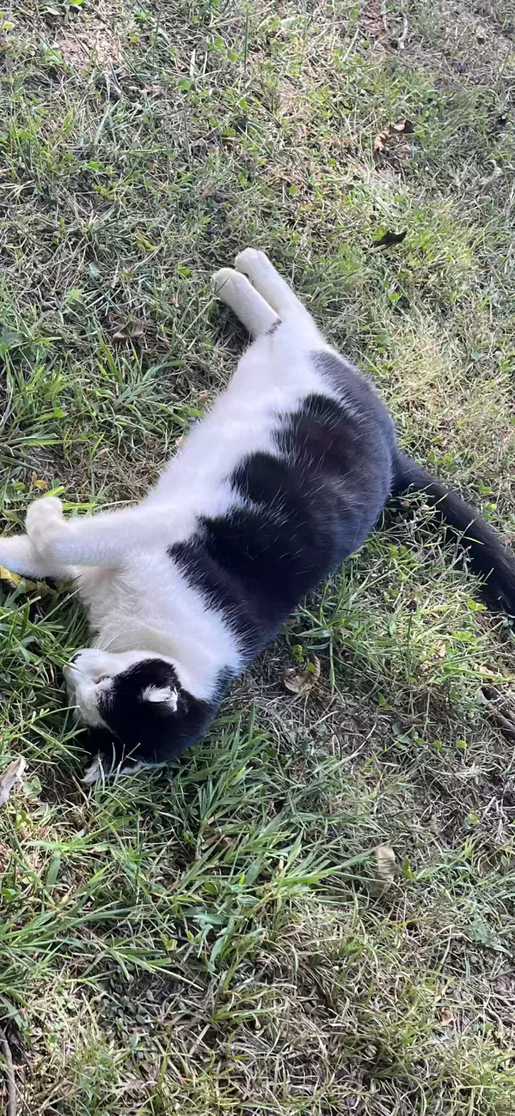 Lost cat in Miami, FL, 33174