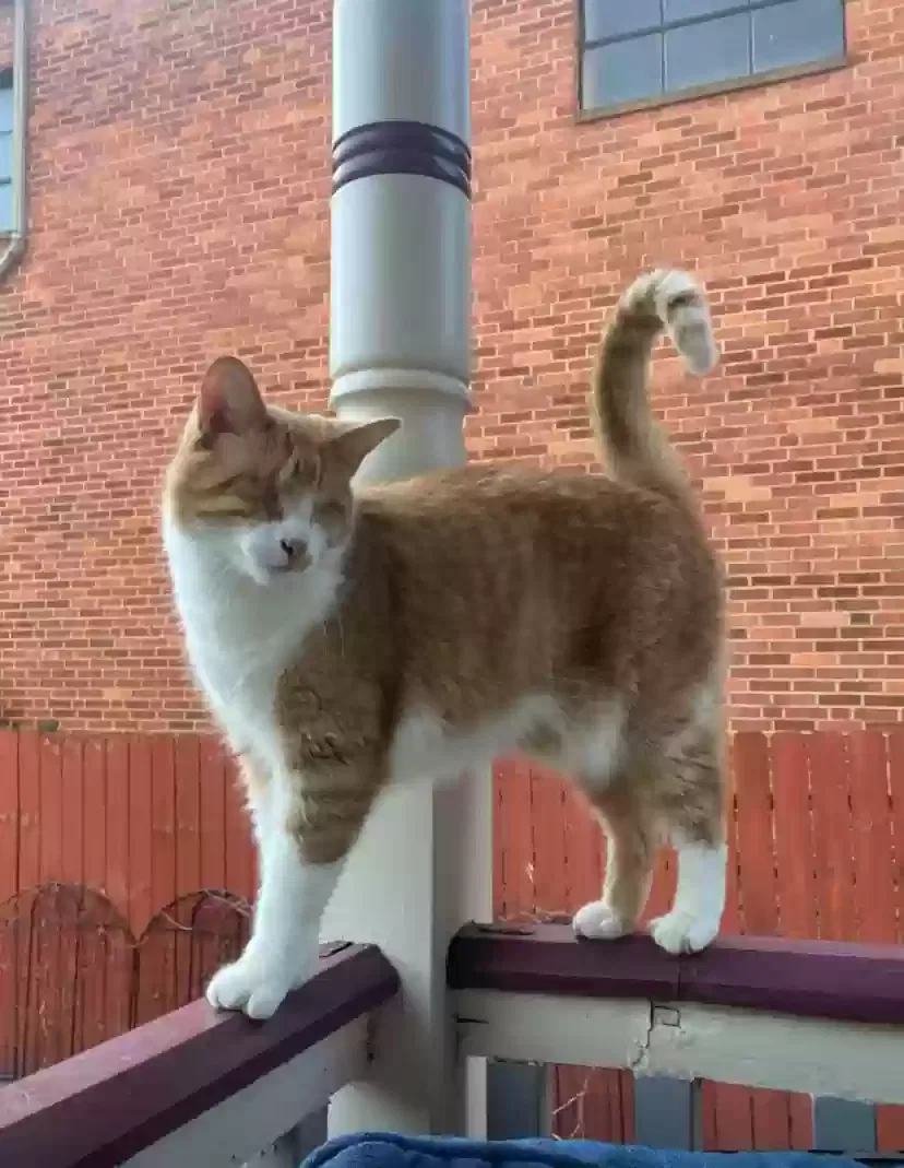 Lost cat in Cincinnati, OH, 45226