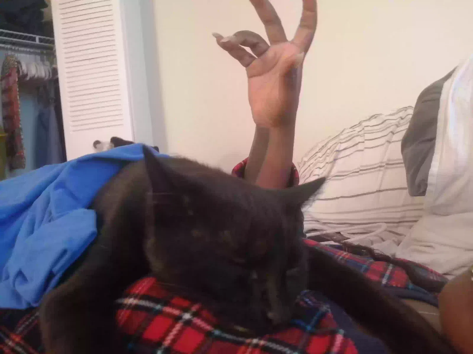 Lost cat in Pittsburgh, PA, 15205