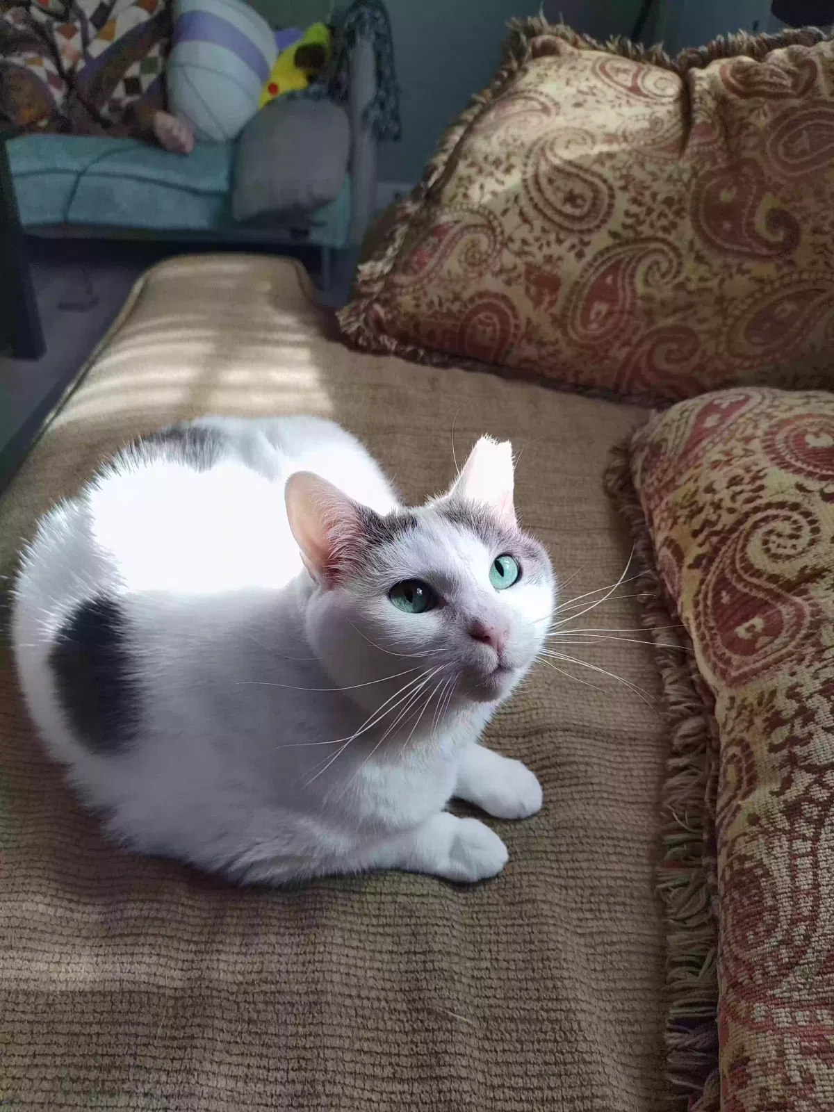Lost cat in Greensboro, NC, 27407