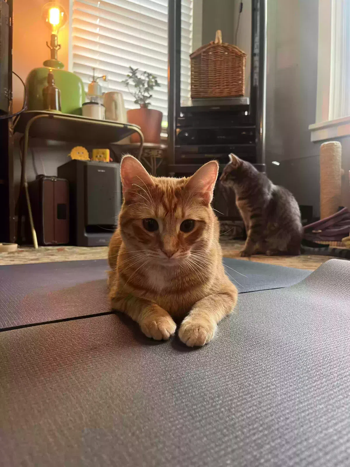 Lost cat in Memphis, TN, 38112