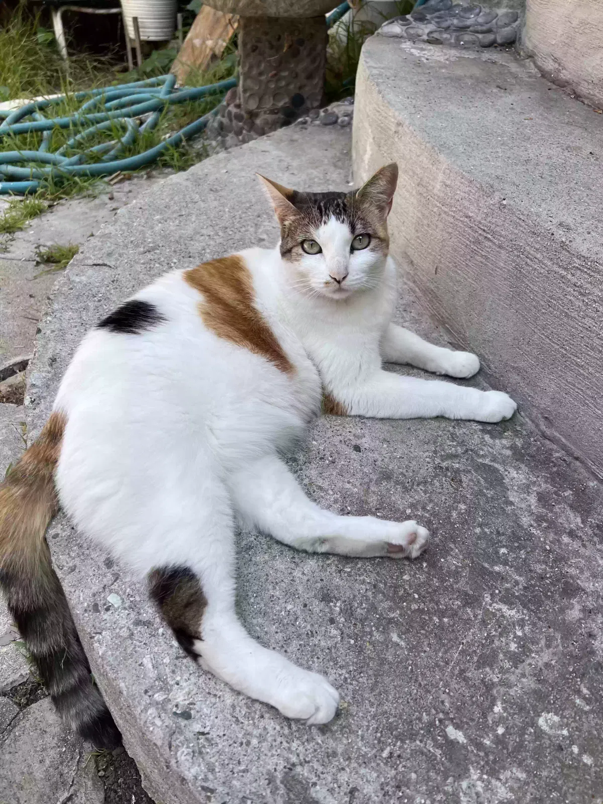 Lost cat in Los Angeles, CA, 90065