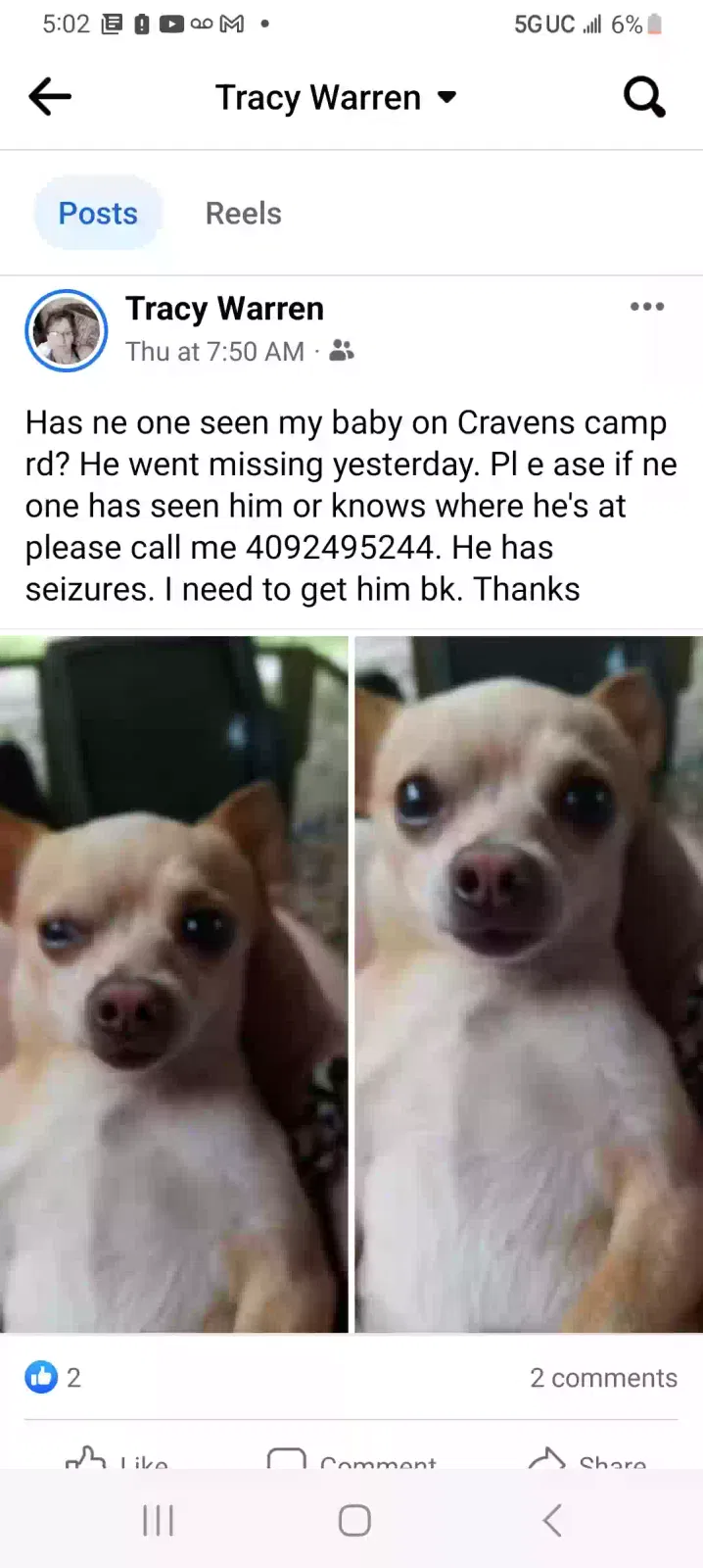 Lost dog in Silsbee, TX, 77656
