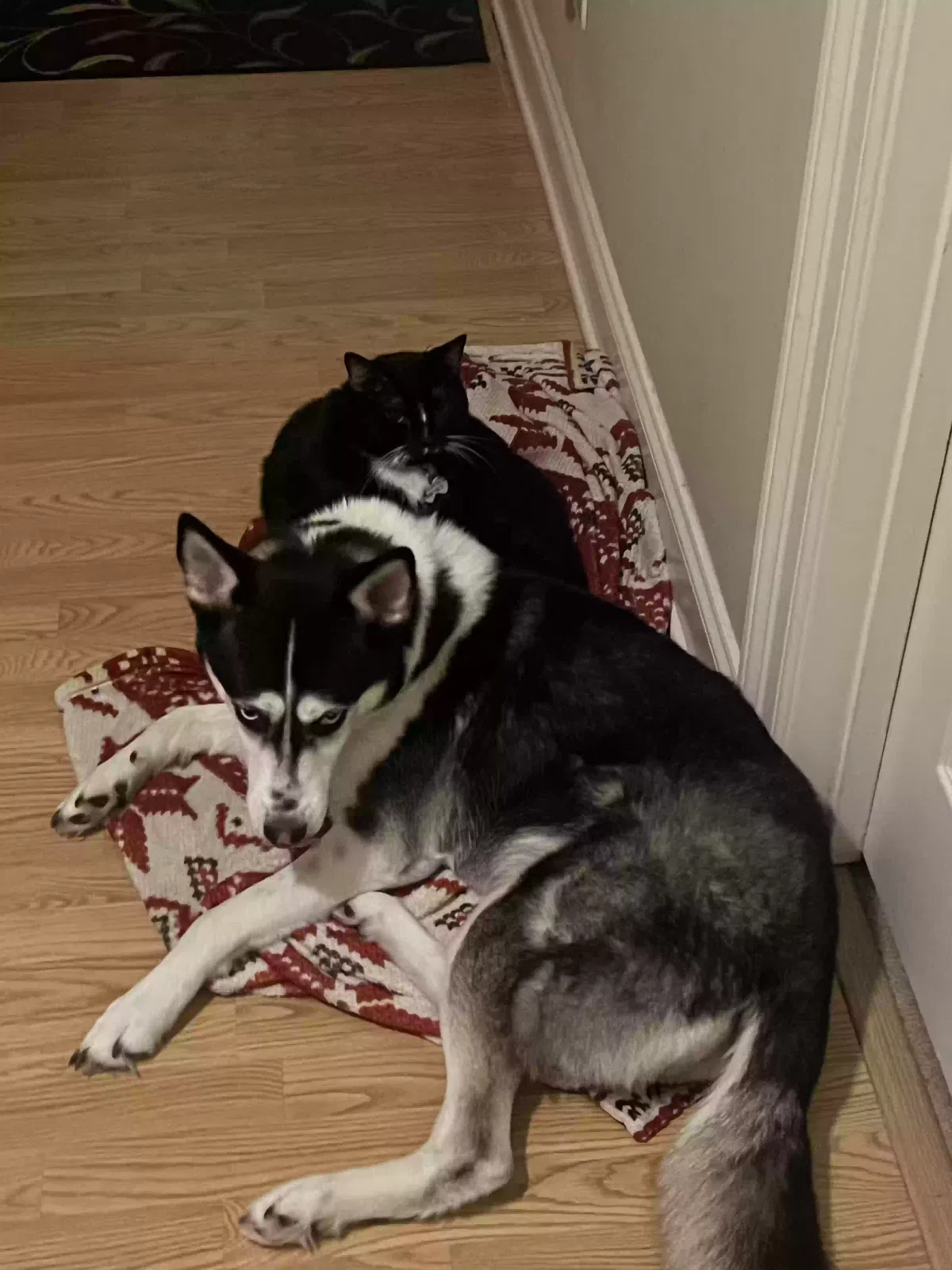 Lost dog in Sugar Land, TX, 77478