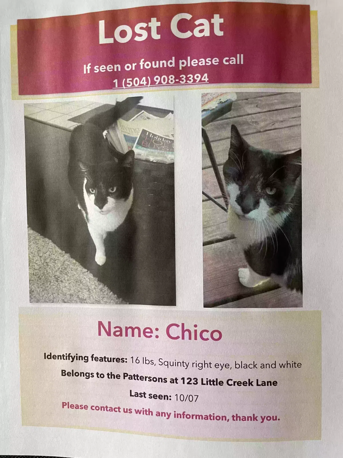 Lost cat in Covington, LA, 70433