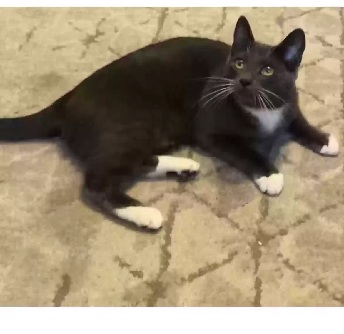 Lost cat in Placentia, CA, 92870