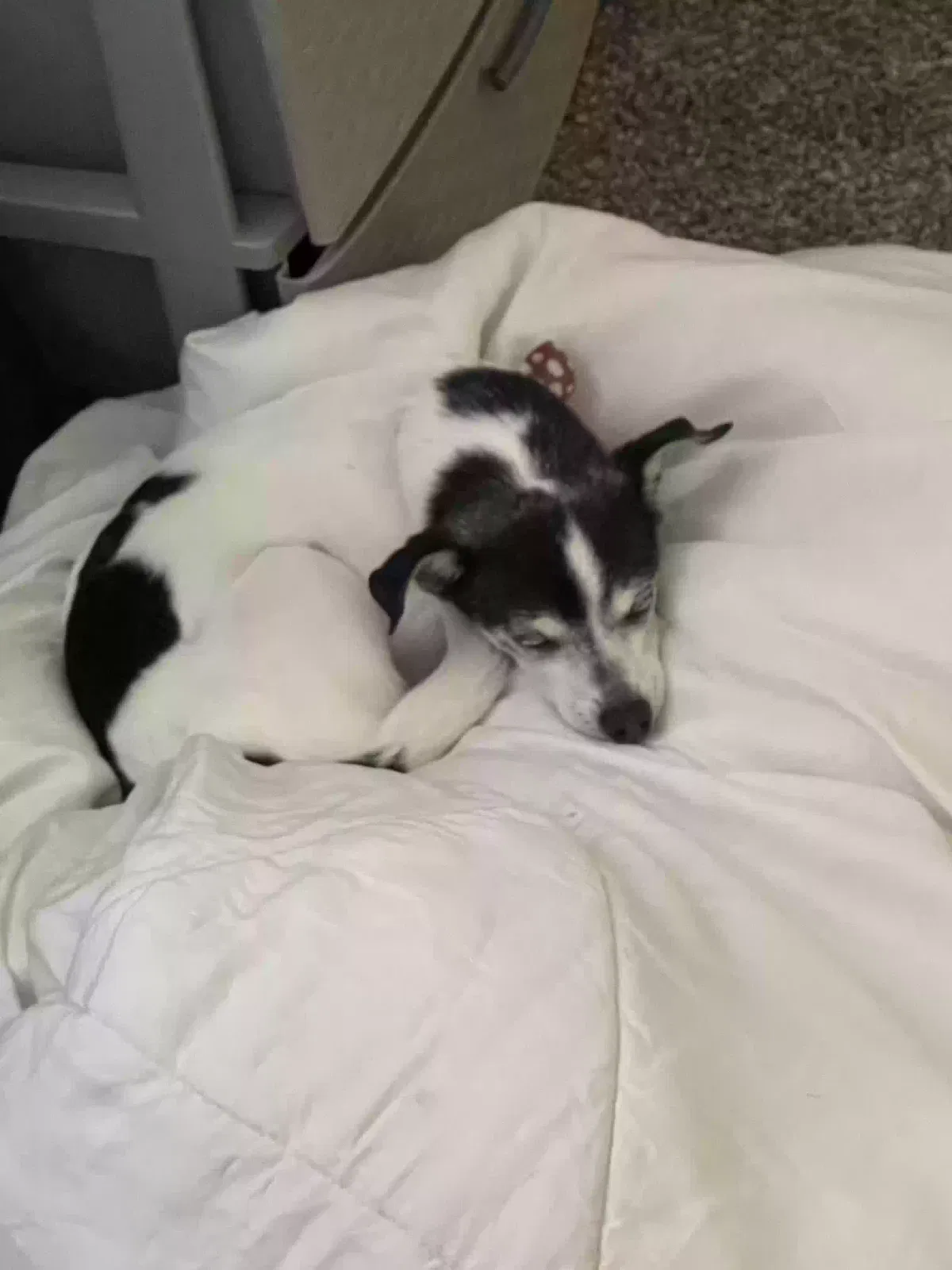 Lost dog in Kansas City, MO, 64117