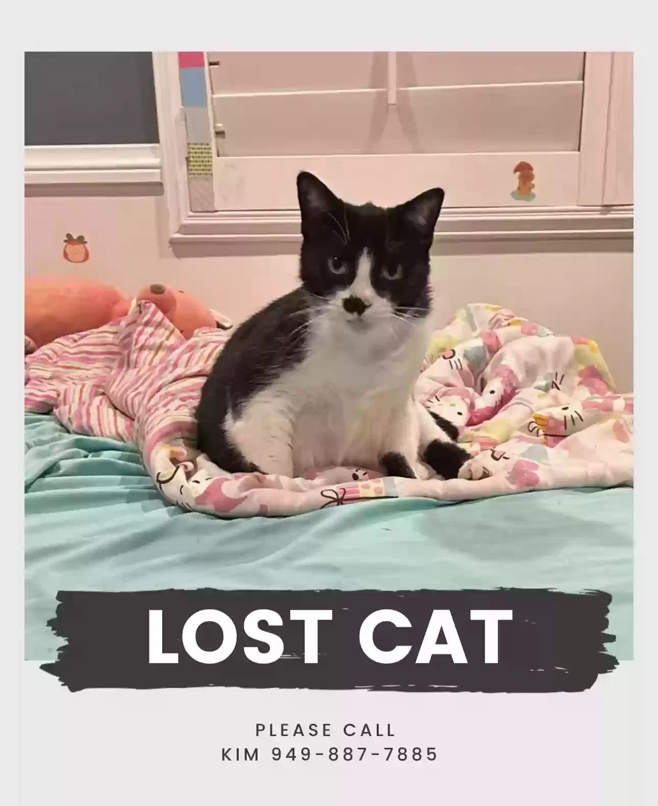 Lost cat in Cypress, CA, 90630