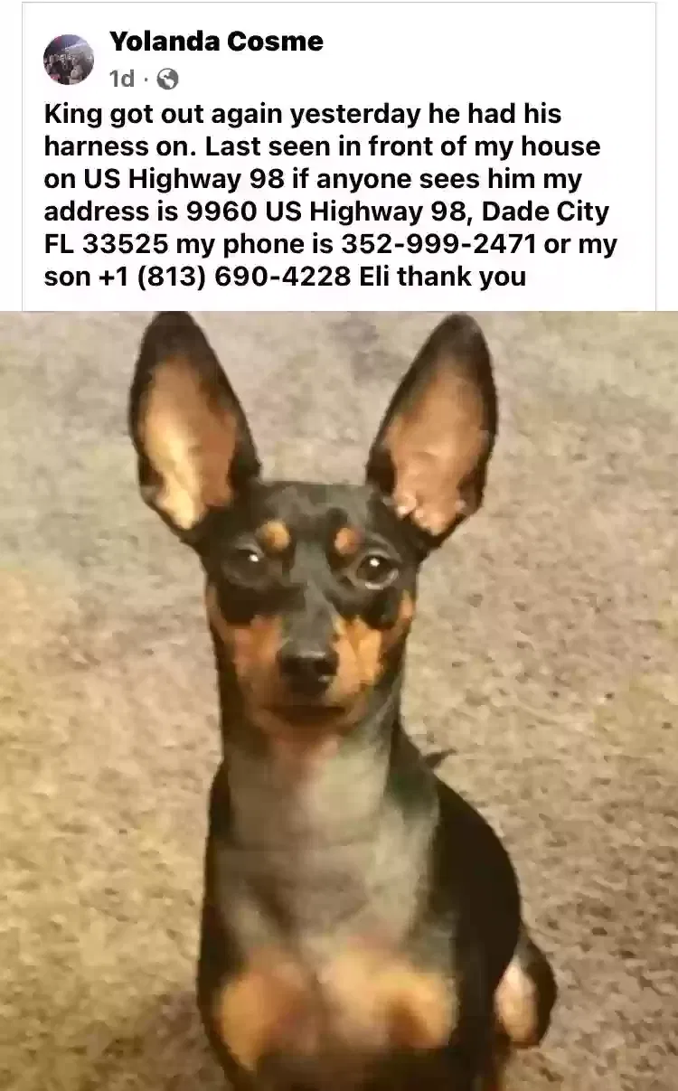 Lost dog in Dade City, FL, 33525