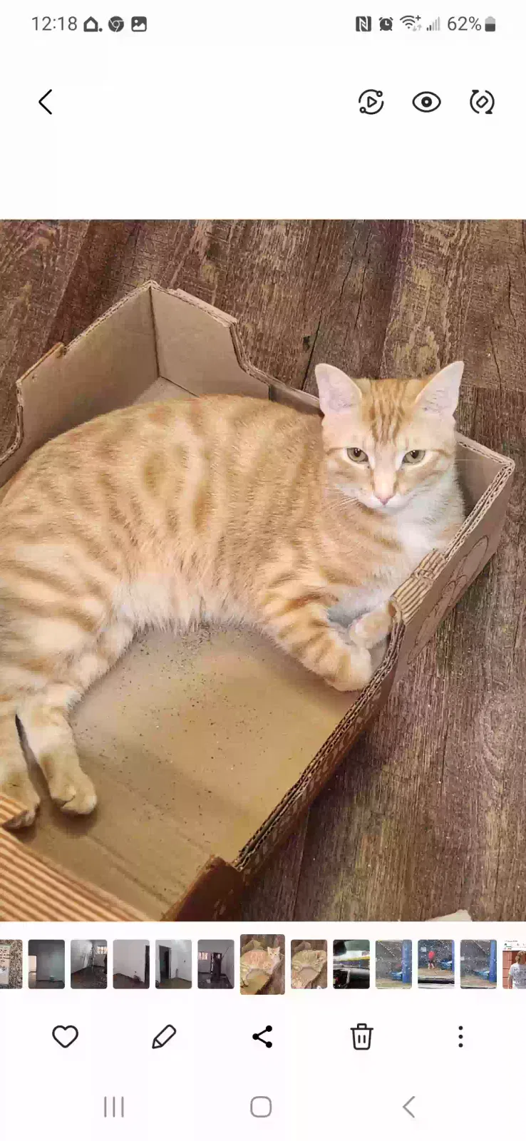 Lost cat in Evans, GA, 30809