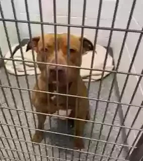 Lost dog in New Albany, IN, 47150