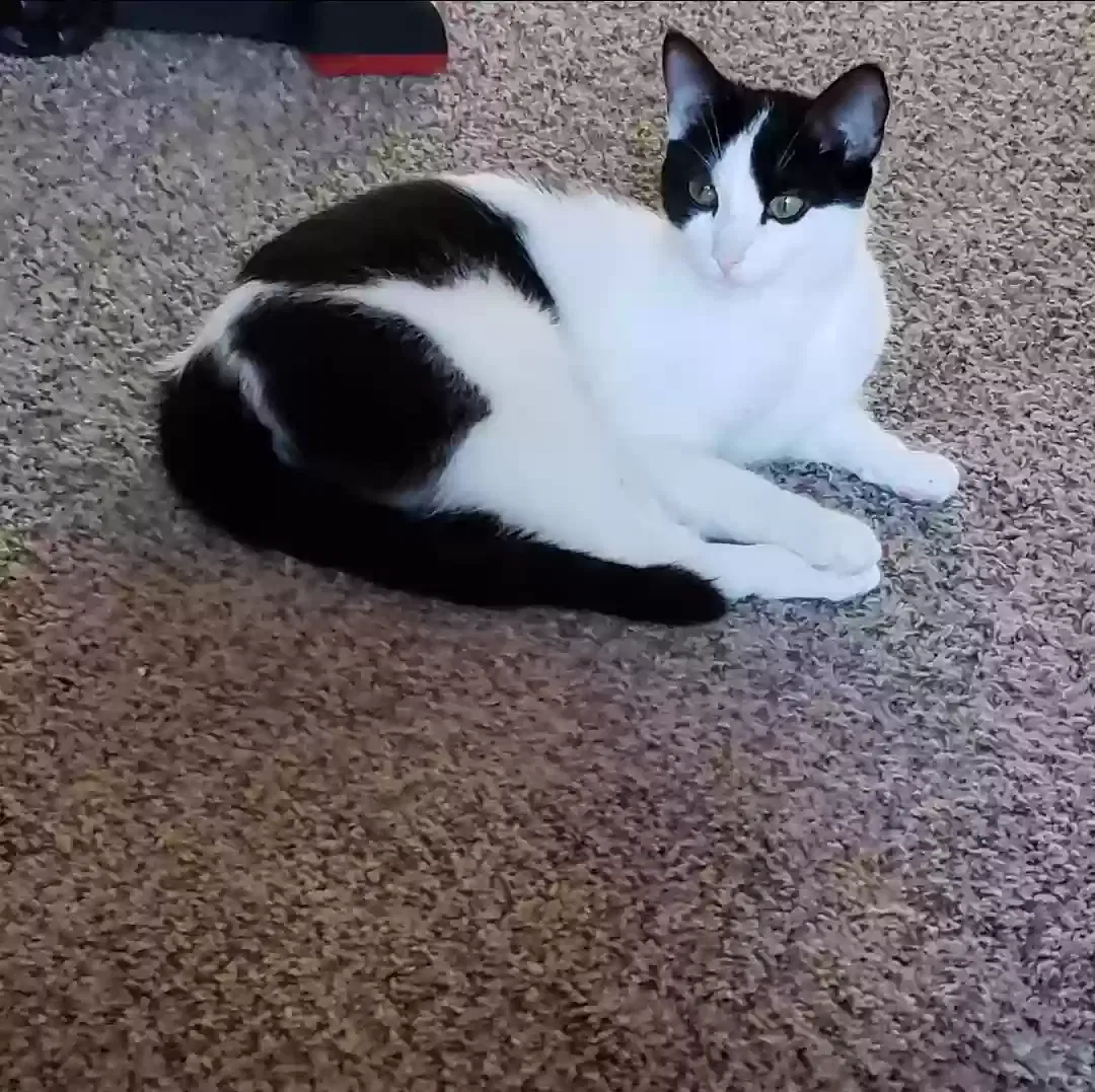 Lost cat in Poquoson, VA, 23662