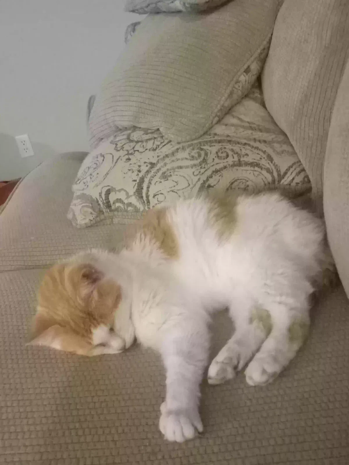 Found cat in Salvisa, KY, 40372