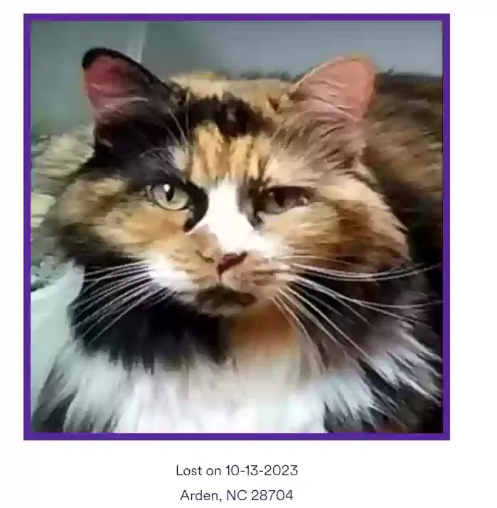 Lost cat in Arden, NC, 28704