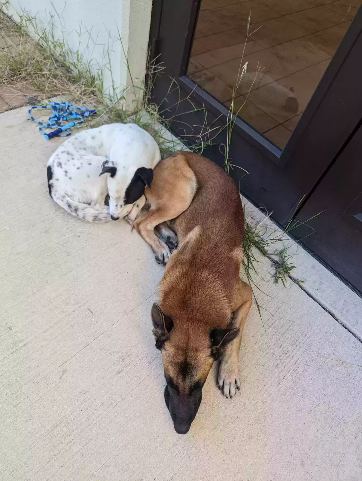 Found dog in San Antonio, TX, 78255