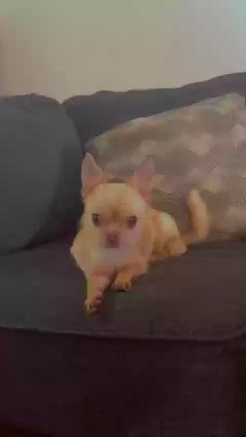 Lost dog in Rochester, NY, 14605