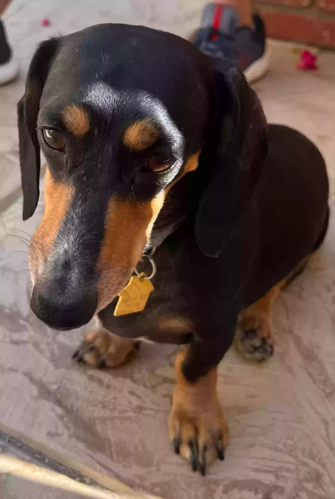 Lost dog in Rancho Mirage, CA, 92270