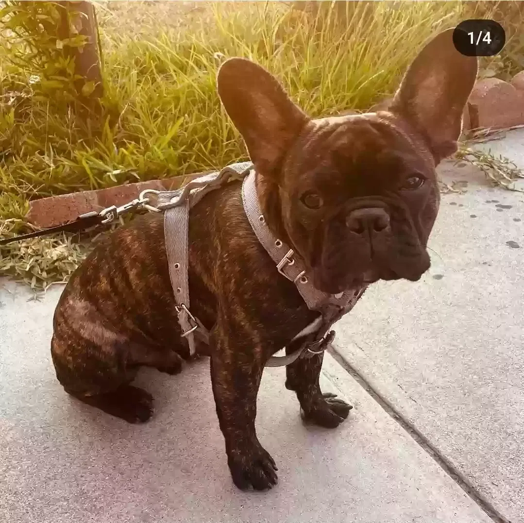 Lost dog in Los Angeles, CA, 90037
