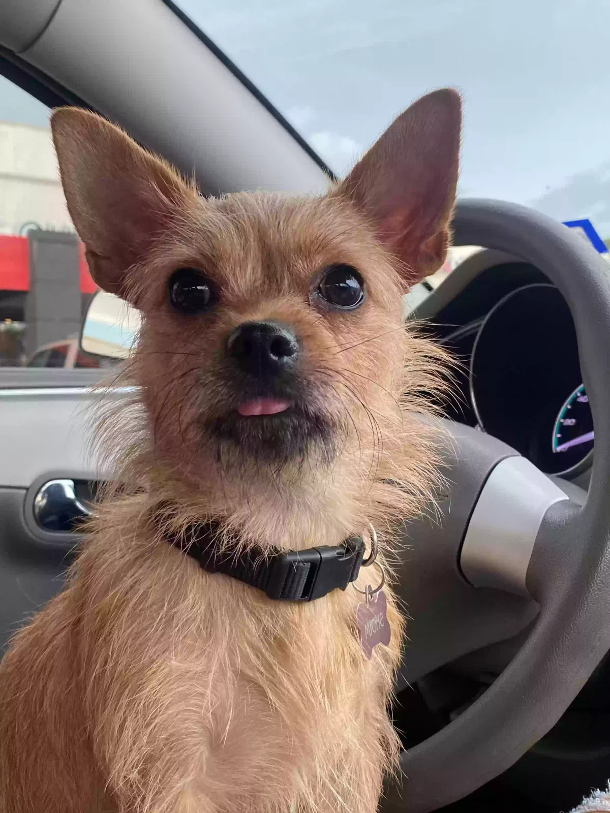 Lost dog in Houston, TX, 77038