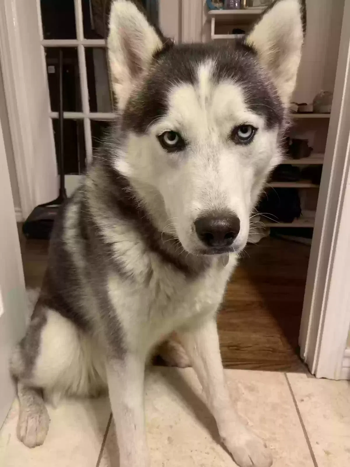 Lost dog in San Antonio, TX, 78209