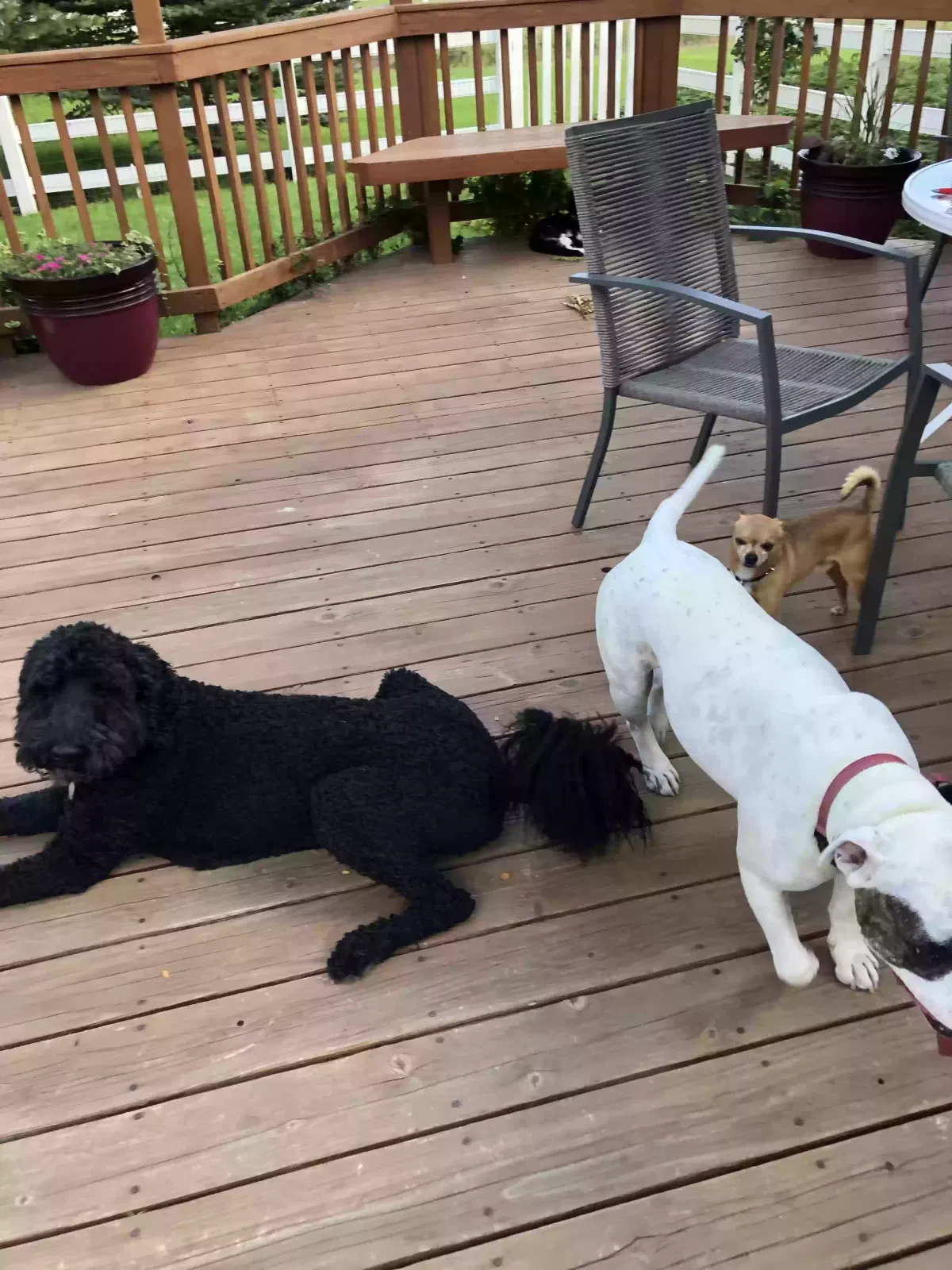 Lost dog in Windsor, CO, 80550