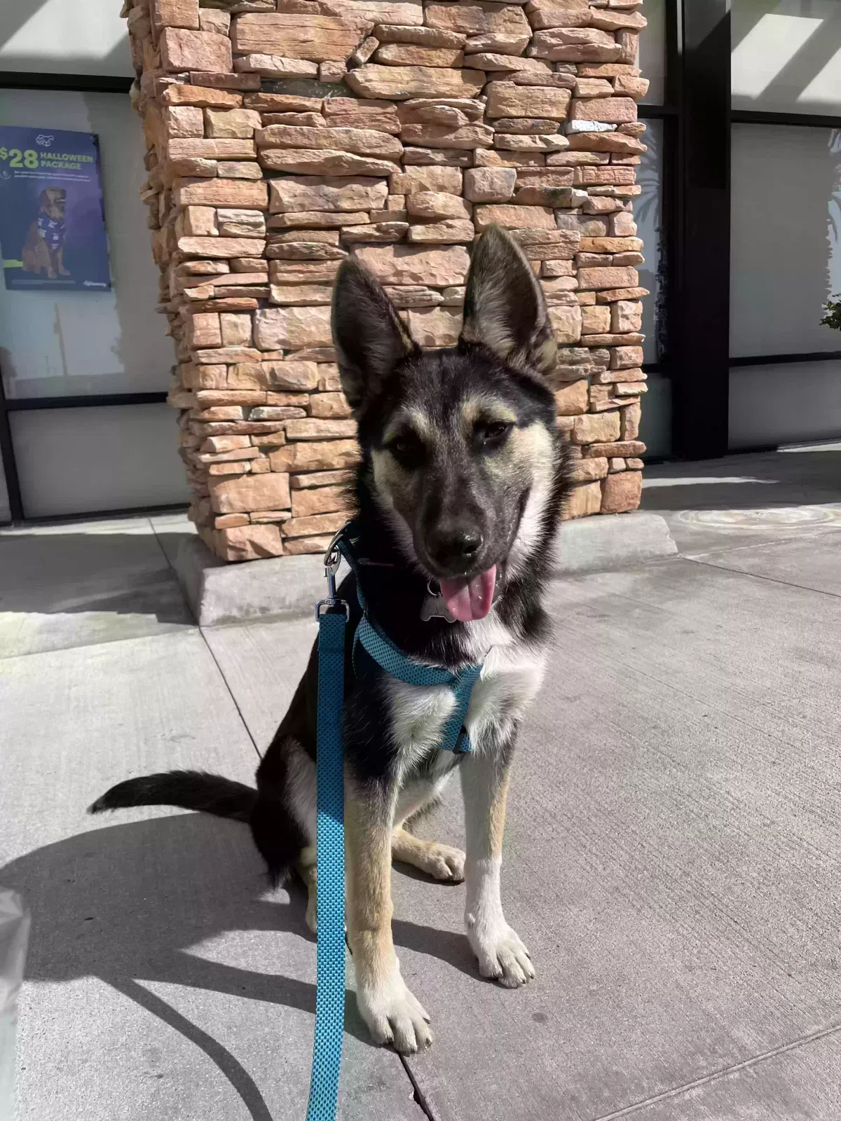Lost dog in Bell Gardens, CA, 90201
