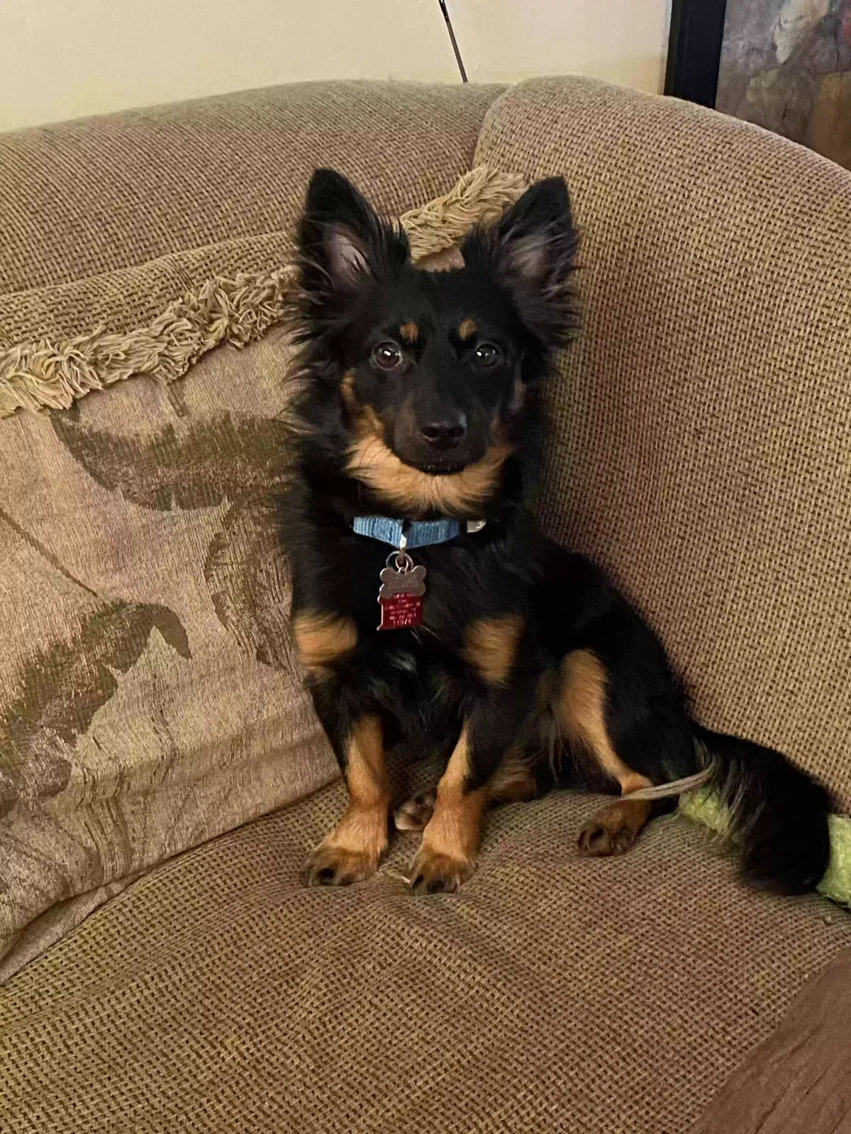 Lost dog in Beaumont, TX, 77706