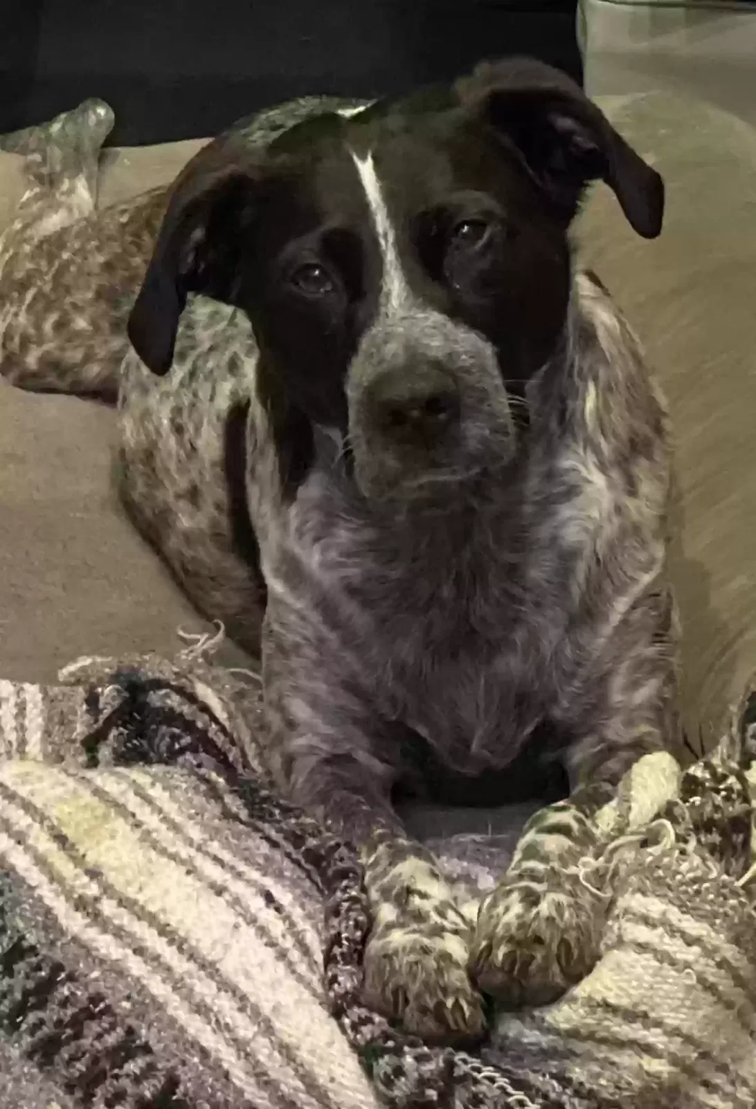 Lost dog in Pendleton, OR, 97801
